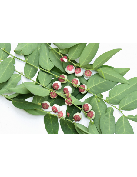 1 Live Litsea petiolata - Rare spice tree from North thailand