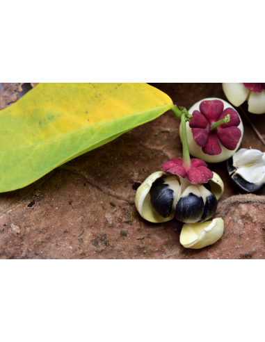 1 Live Litsea petiolata - Rare spice tree from...