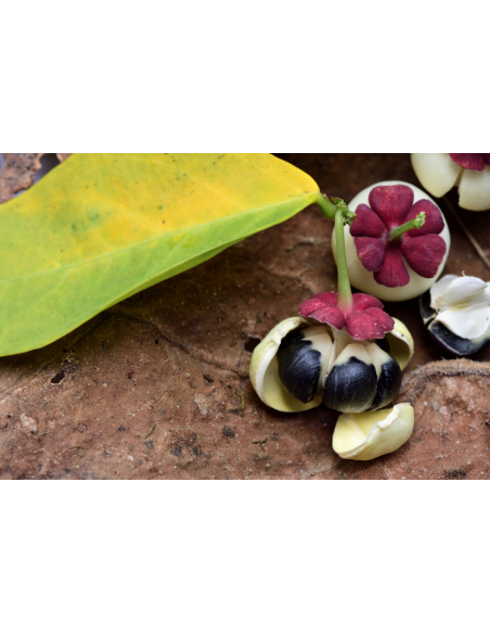 1 Live Litsea petiolata - Rare spice tree from North thailand