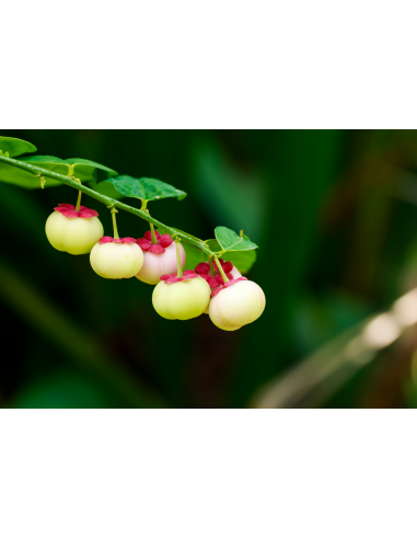 1 Live Litsea petiolata - Rare spice tree from...