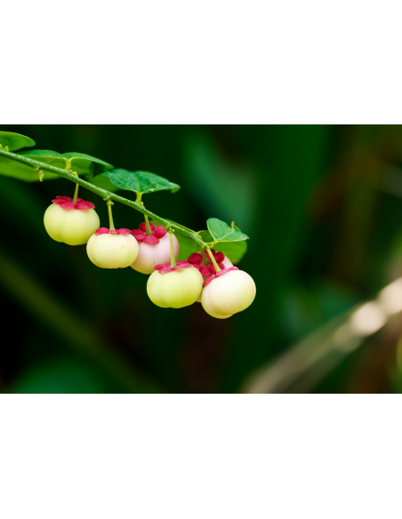 1 Live Litsea petiolata - Rare spice tree from North thailand
