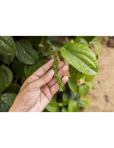 Black pepper plant (Piper...