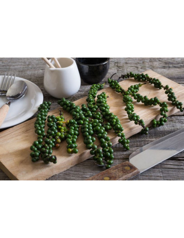 1 Planta de Pimienta enredadera (Piper nigrum)...