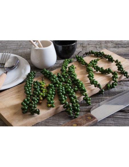 1 Planta de Pimienta enredadera (Piper nigrum) Pimentero, Pimienta real, enredadera en Mexico