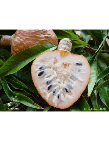 1 Custard apple live plant - Annona reticulata - Red annonaceae for sale rare annona tree