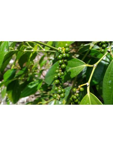 Black pepper plant (Piper nigrum)  BUY RARE...