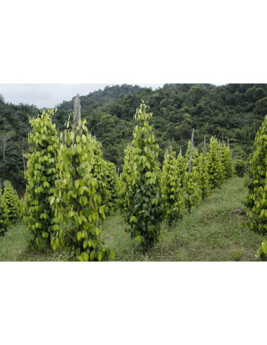 Black pepper plant (Piper nigrum)  BUY RARE...