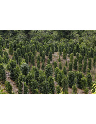 Black pepper plant (Piper nigrum)  BUY RARE...