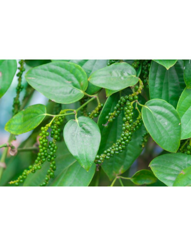 1 Planta de Pimienta enredadera (Piper nigrum)...
