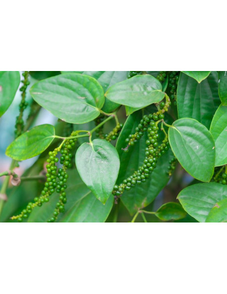 1 Planta de Pimienta enredadera (Piper nigrum) Pimentero, Pimienta real, enredadera en Mexico