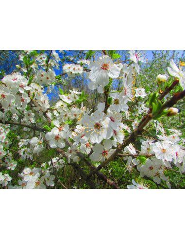 Sweet ''Morello'' sour cherry, tart cherry tree (Prunus cerasus x p. fruticosa) For sale