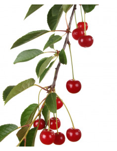 Sweet ''Morello'' sour... 2