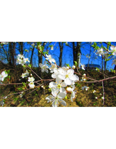 Sweet ''Morello'' sour cherry, tart cherry tree...