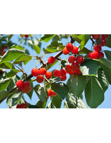 Sweet ''Morello'' sour cherry, tart cherry tree...