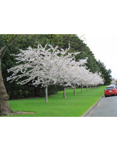 Somei-Yoshino Flowering...