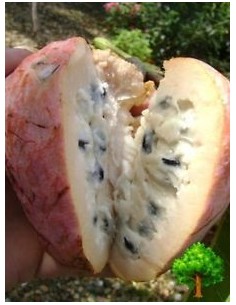 1 Arbolito de Anona rosa - Annona reticulata (anona roja - nativo de veracruz)