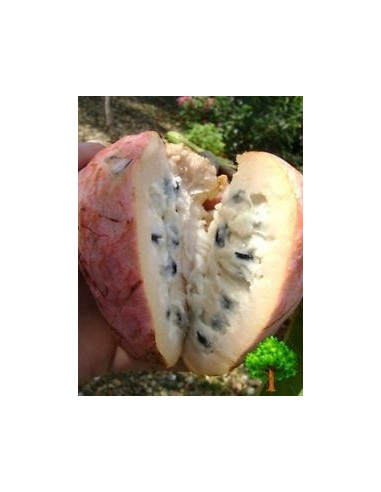 1 Custard apple live plant - Annona reticulata - Red annonaceae for sale rare annona tree