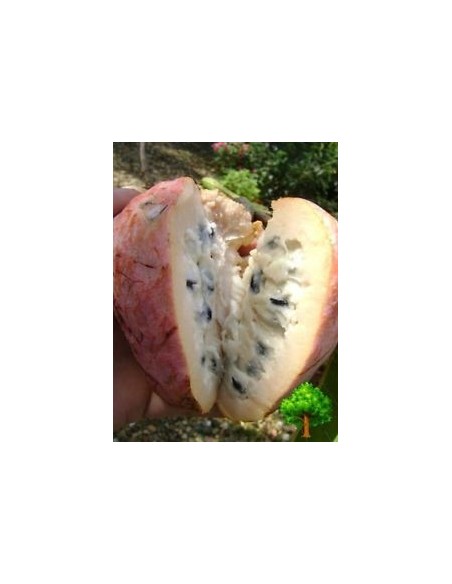 1 Custard apple live plant - Annona reticulata - Red annonaceae for sale rare annona tree