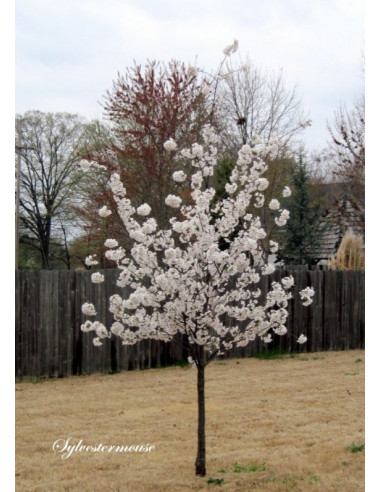 Somei-Yoshino Flowering Japanese Cherry Tree...