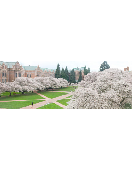 Somei-Yoshino Flowering Japanese Cherry Tree For sale (Prunus x Yedoensis) Rare tree