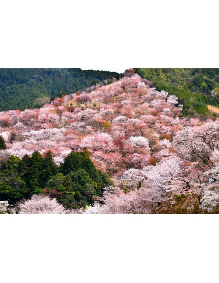1 Arbolito de Cerezo Somei-Yoshino (Prunus x Yedoensis) Compra Cerezos aqui - Venta de Cerezo japones real