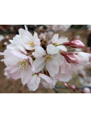 Somei-Yoshino Flowering Japanese Cherry Tree...