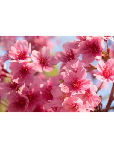 1 Arbolito de Cerezo Sakura (Prunus...