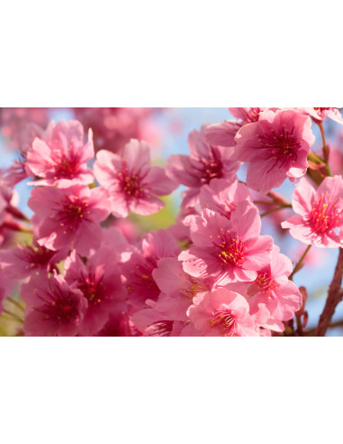 Sakura, Zakura, Cherry blossom (Prunus serrulata) Live Tree for sale International orders accepted.