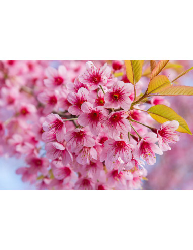 Sakura, Zakura, Cherry blossom (Prunus...
