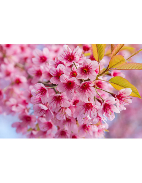 Sakura, Zakura, Cherry blossom (Prunus serrulata) Live Tree for sale International orders accepted.