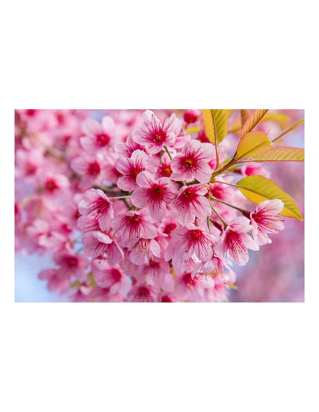 Cerezos en Flor, Sakura, belleza sin igual - News Madretierra