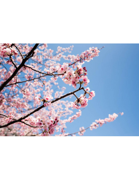 1 Arbolito de Cerezo Sakura (Prunus serrulata) Flor Sencilla Rosa Vivero Online En Mexico