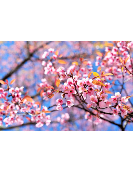 Sakura, Zakura, Cherry blossom (Prunus serrulata) Live Tree for sale International orders accepted.