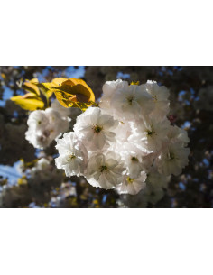 Cherry blossom tree (White...