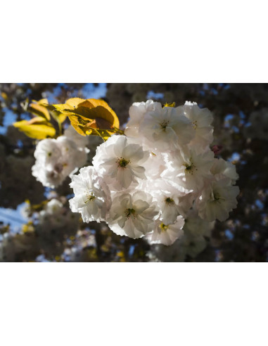 Cherry blossom tree (White double...