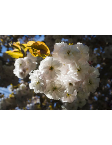 Cherry blossom tree (White double flowers) ( prunus x yedoensis)