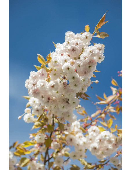 Cherry blossom tree (White double flowers) ( prunus x yedoensis)