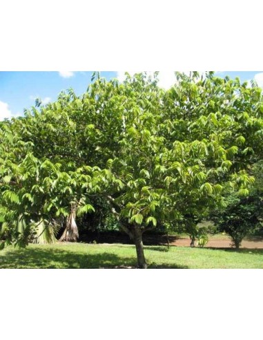 1 Custard apple live plant - Annona reticulata - Red annonaceae for sale rare annona tree