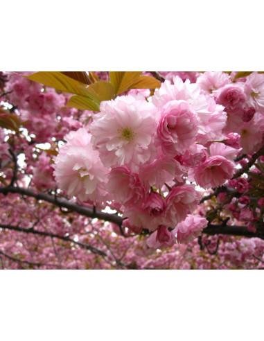 1 Arbolito de Cerezo Japones Kuwazan, Kwanzan,...