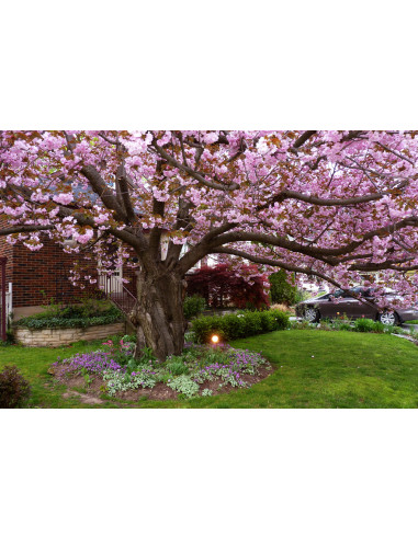 Kwanzan Cherry tree (Prunus serrulata) Order...