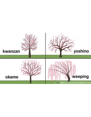 1 Arbolito de Cerezo Japones Kuwazan, Kwanzan,...