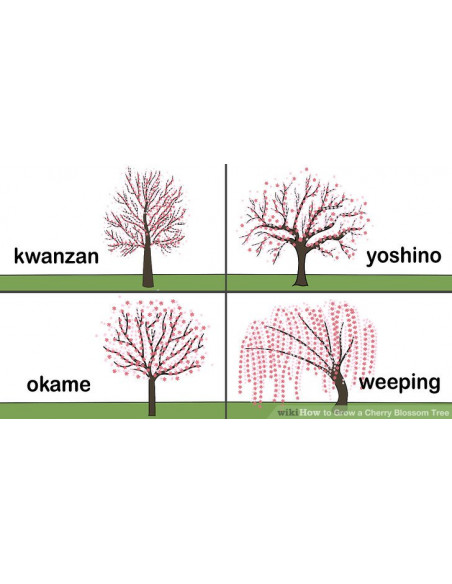 Kwanzan Cherry tree (Prunus serrulata) Order here - Worldwide shippings available