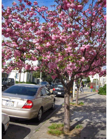 Kwanzan Cherry tree (Prunus serrulata) Order here - Worldwide shippings available