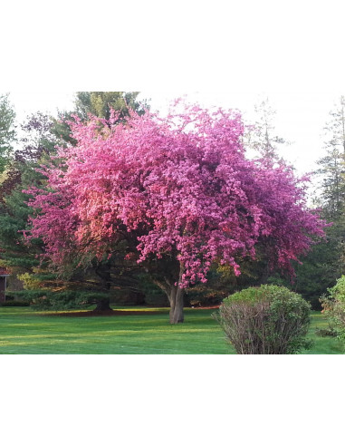 Kwanzan Cherry tree (Prunus serrulata) Order...