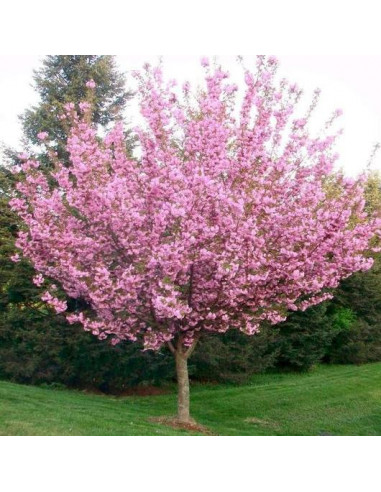 Kwanzan Cherry tree (Prunus serrulata) Order...