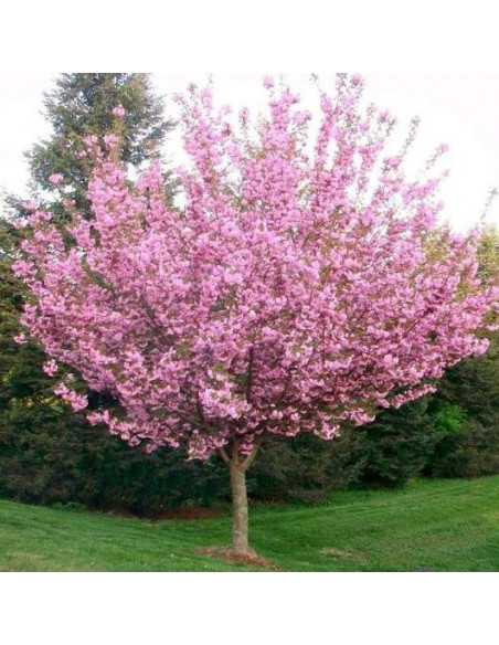 1 Arbolito de Cerezo Japones Kuwazan, Kwanzan, Kanzan o Doble petalo (Prunus serrulata) REALES venta - comprar