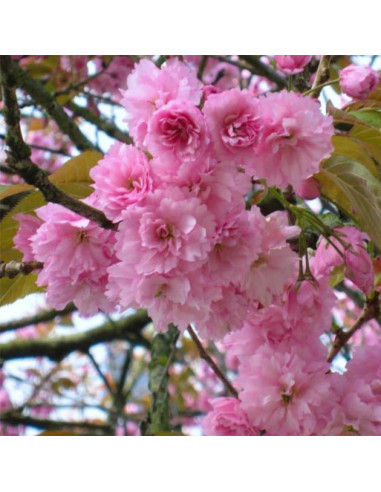 Kwanzan Cherry tree (Prunus serrulata) Order...