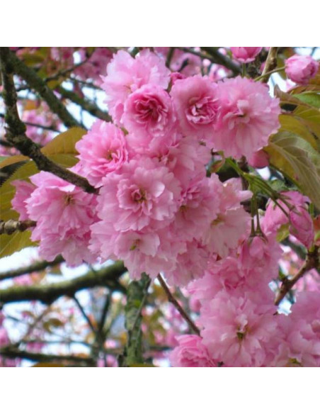 Kwanzan Cherry tree (Prunus serrulata) Order here - Worldwide shippings available