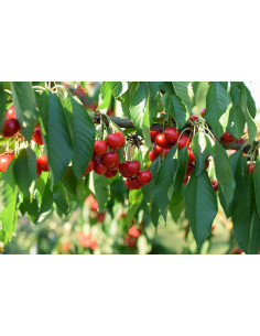 Lapins swett cherry (Prunus...