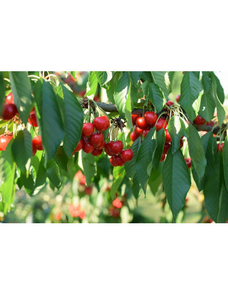 Lapins swett cherry (Prunus avium) Low chill Cherry - Buy here